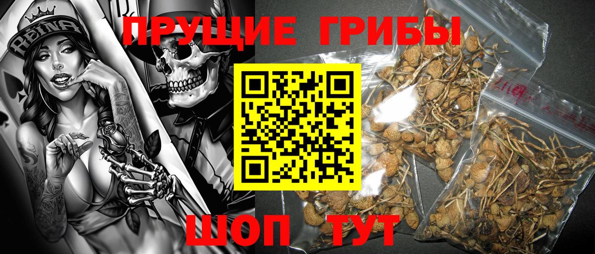 Псилоцибиновые грибы мицелий Алексин